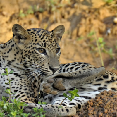 Yala National Park