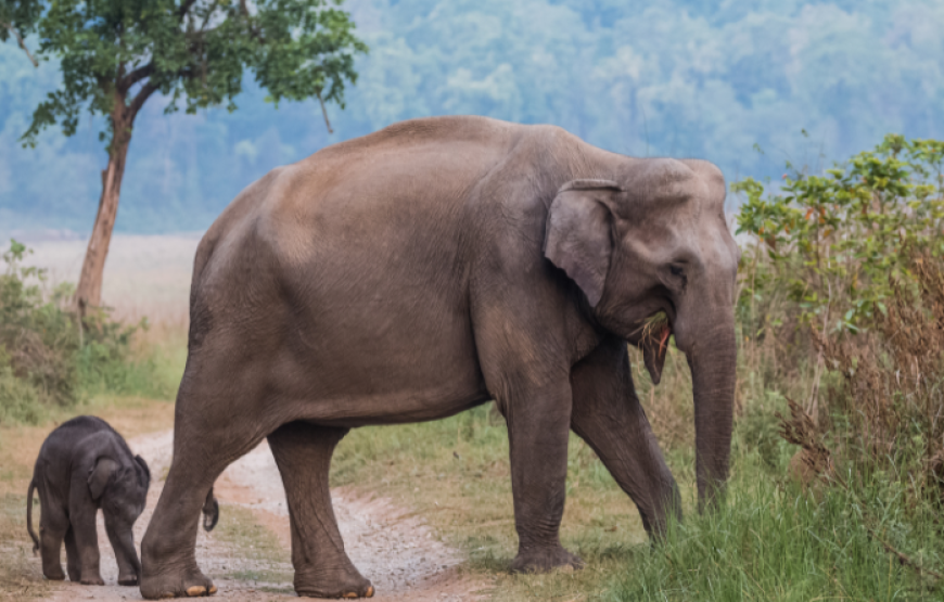 Ceylon Trekking Tour